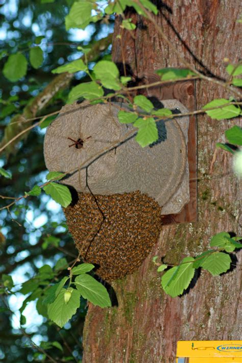 Reasons why extra hive space may not reduce swarming - Honey Bee Suite