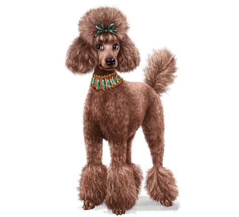 Why Do Poodles Have Weird Haircuts