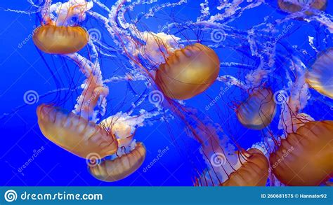 Group of Yellow Jellyfishes Illuminated with Blue Light Dancing Underwater Stock Image - Image ...