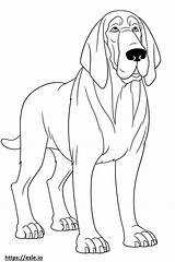 Bloodhound Coloring Pages Designlooter Getdrawings Edupics Printable  sketch template