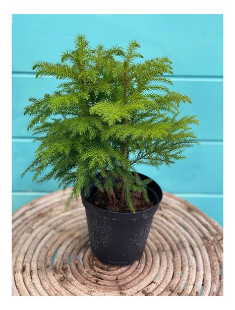 Norfolk Island Pine 6"