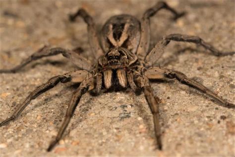 Wolf Spider vs Tarantula: What Are the Differences? - A-Z Animals