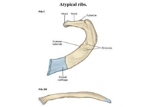 Lecture 1 thoracic wall