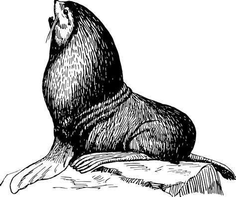 Seal sitting on a rock vector clipart image - Free stock photo - Public Domain photo - CC0 Images