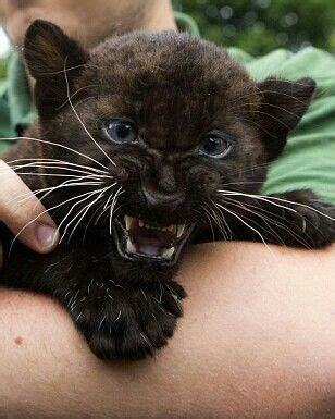 Black Panther kitten Crazy Cats, Big Cats, Cats And Kittens, Cute Cats ...