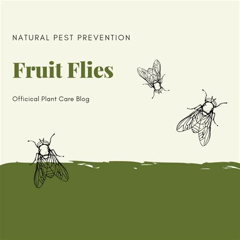 Fruit Flies in the Garden: Natural Pest Prevention, Removal, and Tips ...