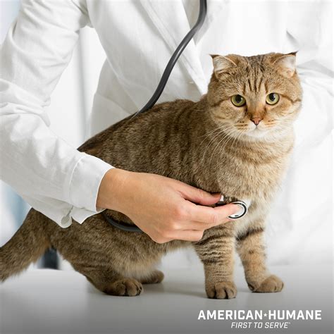 Tips for Taking Your Cat to the Veterinarian - American Humane ...