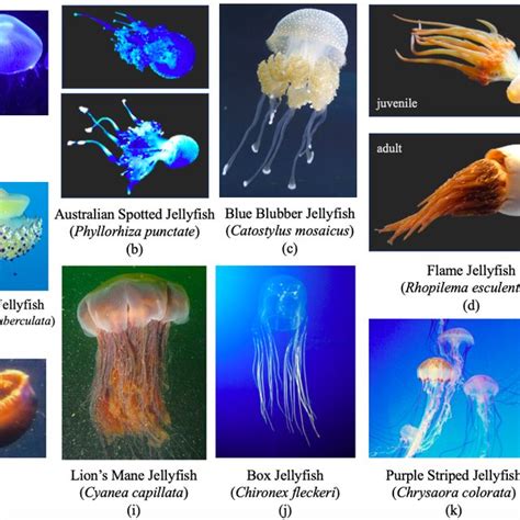 Anatomy Of The Class Scyphozoa Jellyfish Diagram