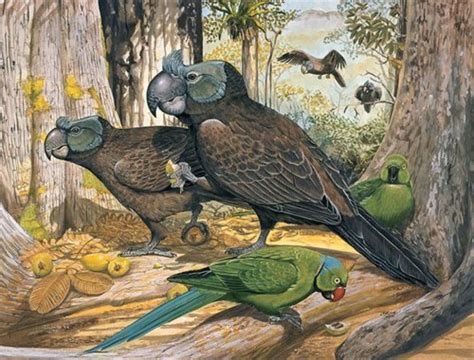 The broad-billed parrot, a large terrestrial parrot that lived on ...