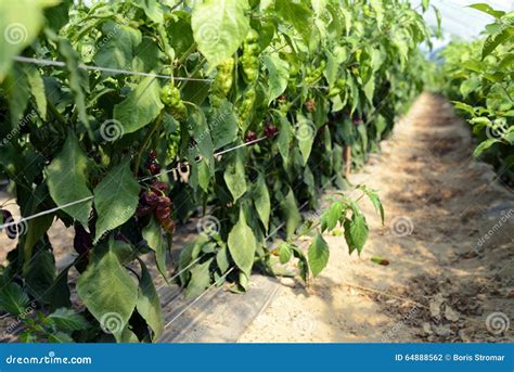 Hot Peppers in a Greenhouse Stock Photo - Image of indian, cultivation ...