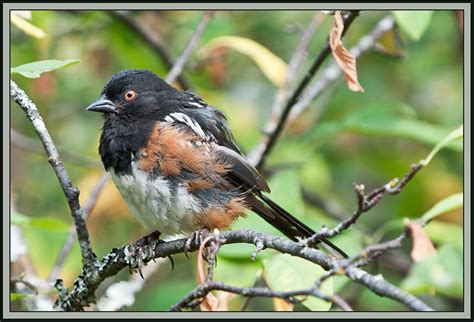 Rufous-Sided Towhee - a photo on Flickriver