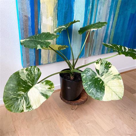 Amazing Aroid Plants For Sale | Monstera & Philodendron Galore | Plantly