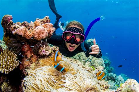 Cairns: Great Barrier Reef Snorkeling or Dive Tour and Lunch | GetYourGuide