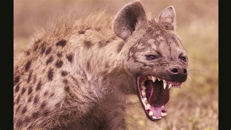 Hyena Sounds | Laughing Hyena laugh - YouTube