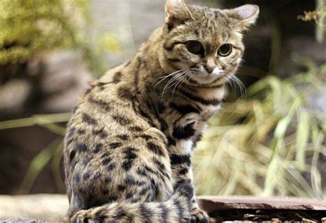 The Andean mountain cat: an endangered Andean species