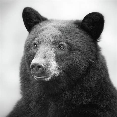 Black bear portrait Photograph by Yamato Miyano - Fine Art America