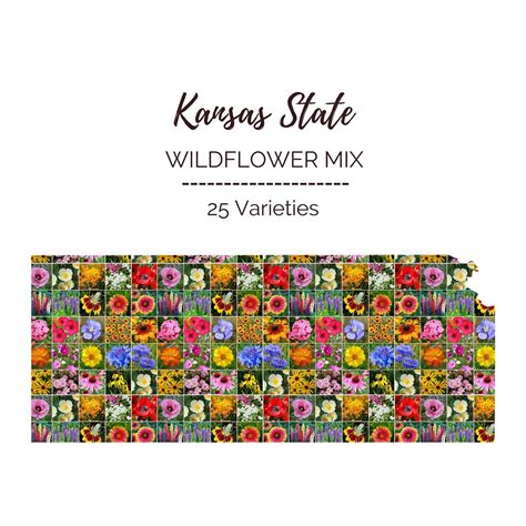 Bulk Kansas Wildflower Seed Mix | Bulk Wildflowers