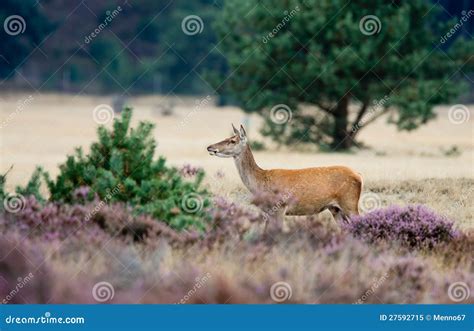 Red Deer Female Royalty Free Stock Photo - Image: 27592715