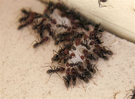 File:Ants eating.jpg - Wikimedia Commons