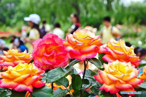 Tourists view Chinese roses in Beijing Botanical Garden - China.org.cn