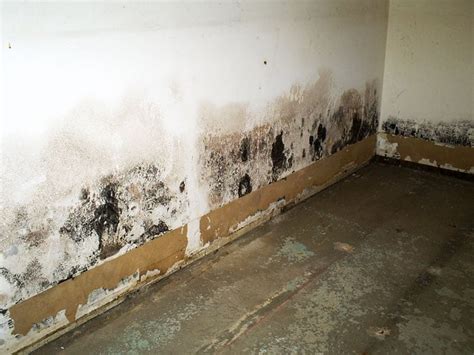 Can Water Damage Cause Mold? When To Hire A Restoration Company