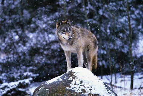 What Are Some Animals That Live In The Boreal Forest Clearance | head ...