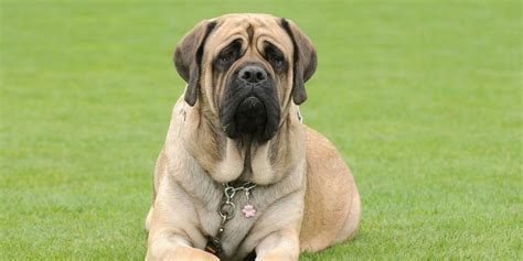 10 Different Types of Mastiff Dog Breeds – Comparison!