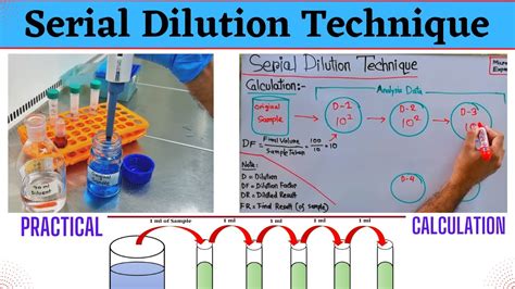 How To Do Serial Dilution Calculations at Melissa Richter blog