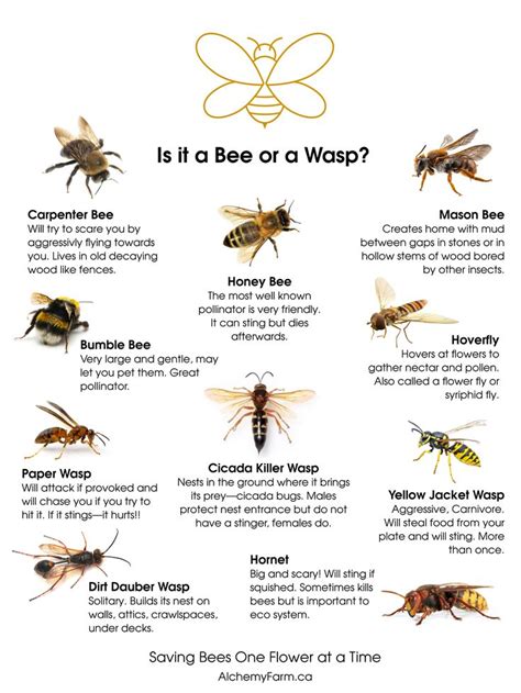 Bee And Wasp Chart