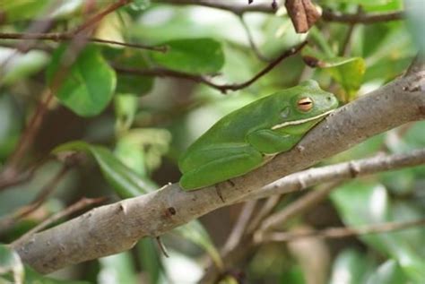 10 best Daintree Rainforest Frogs images on Pinterest | Daintree rainforest, Tree frogs and Au