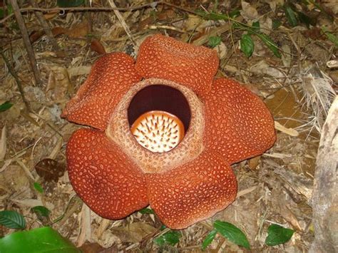 Kokob Rafflesia Conservation Garden (Ranau) - 2020 All You Need to Know ...