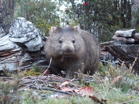 Wildlife — Cradle Mountain Highlanders Cottages