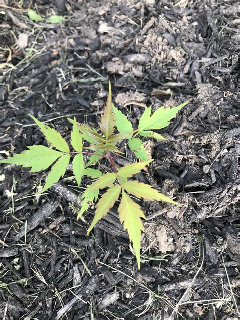 Japanese maple seedling?? : r/whatsthisplant