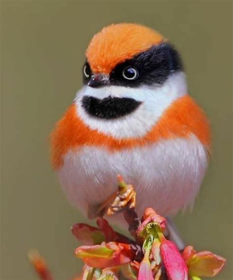 One cute little bird 🐥 | Beautiful birds, Pretty birds, Bird pictures