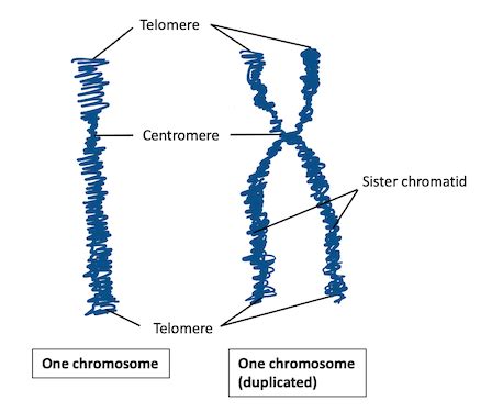 Haploid Cell | Overview, Life Cycle & Examples | Study.com