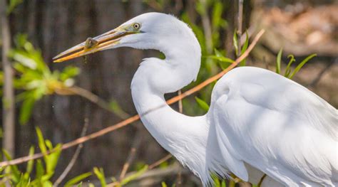 Urban Wildlife in Central Park:… | Central Park Conservancy