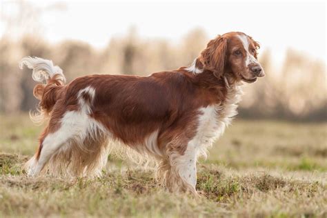 Best Welsh Springer Spaniel Dog Food - Spot and Tango