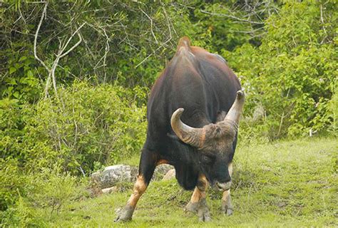 Silent Valley National Park | Wildlife in Kerala