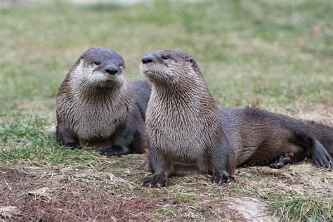 River otters can be seen in Houston-region waterways