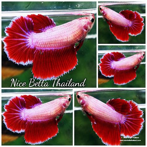Betta fish Female Pink Tulips HM - nicebettathailand.com