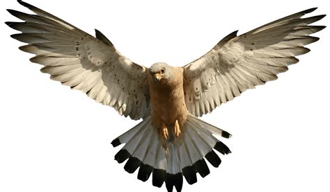 Falcon Flying transparent PNG - StickPNG