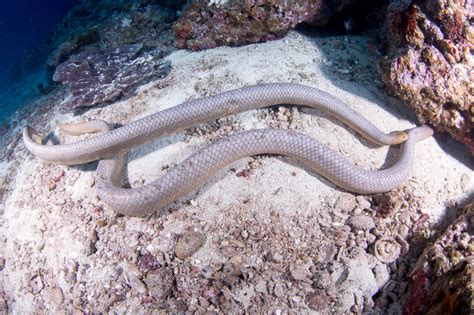 Olive Sea Snake - American Oceans