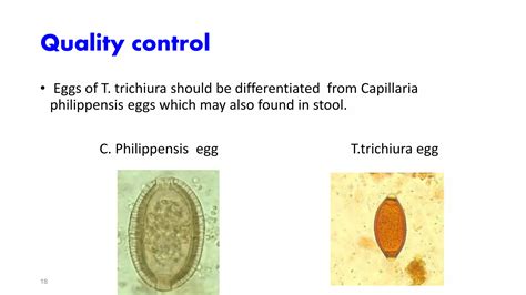 Trichuris trichiura | PPT