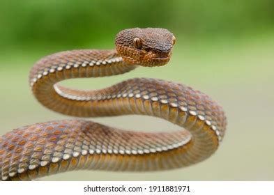 Mangrove Pit Viper Venomous Snake Indonesia Stock Photo 1911881971 ...