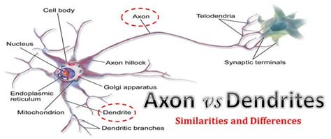 Difference between Axon and Dendrites | EasyBiologyClass