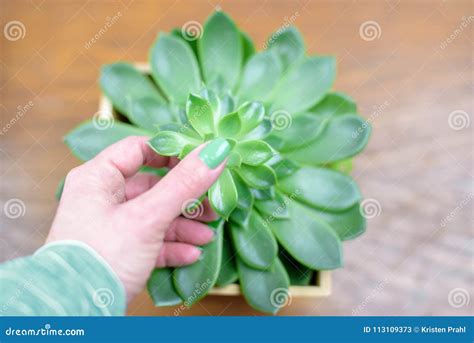 Woman`s Hand and Succulent Plant Stock Image - Image of polish, woman ...