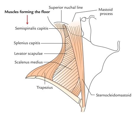 Posterior Triangle of the Neck – Earth's Lab