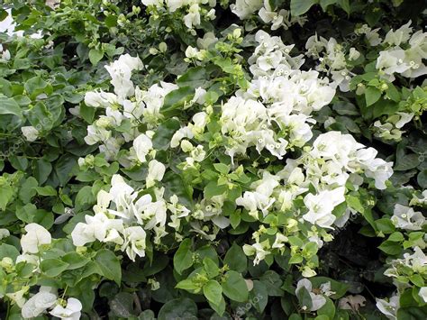 White bougainvillea Stock Photo by ©Andriuss 3027809