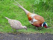 Common pheasant - Wikipedia