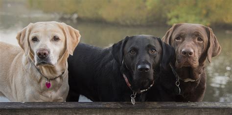 Study: Coat color could mean reduced longevity, increased health risks ...